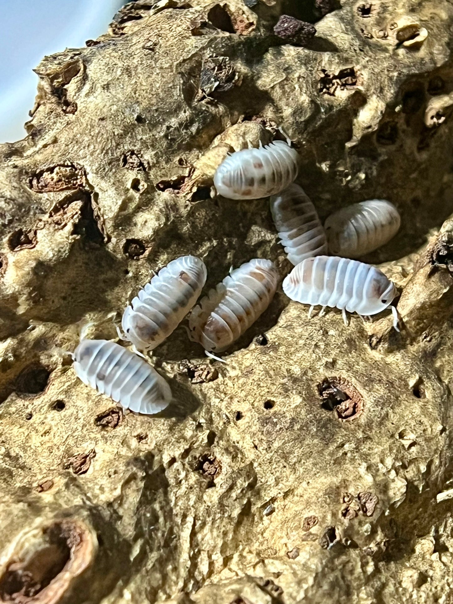 Cubaris Murina Pearls