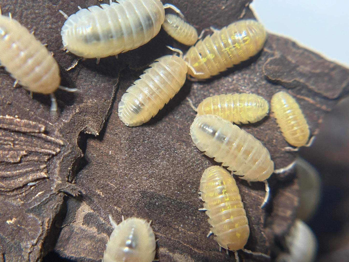 Armadillidium Vulgare T- Albino