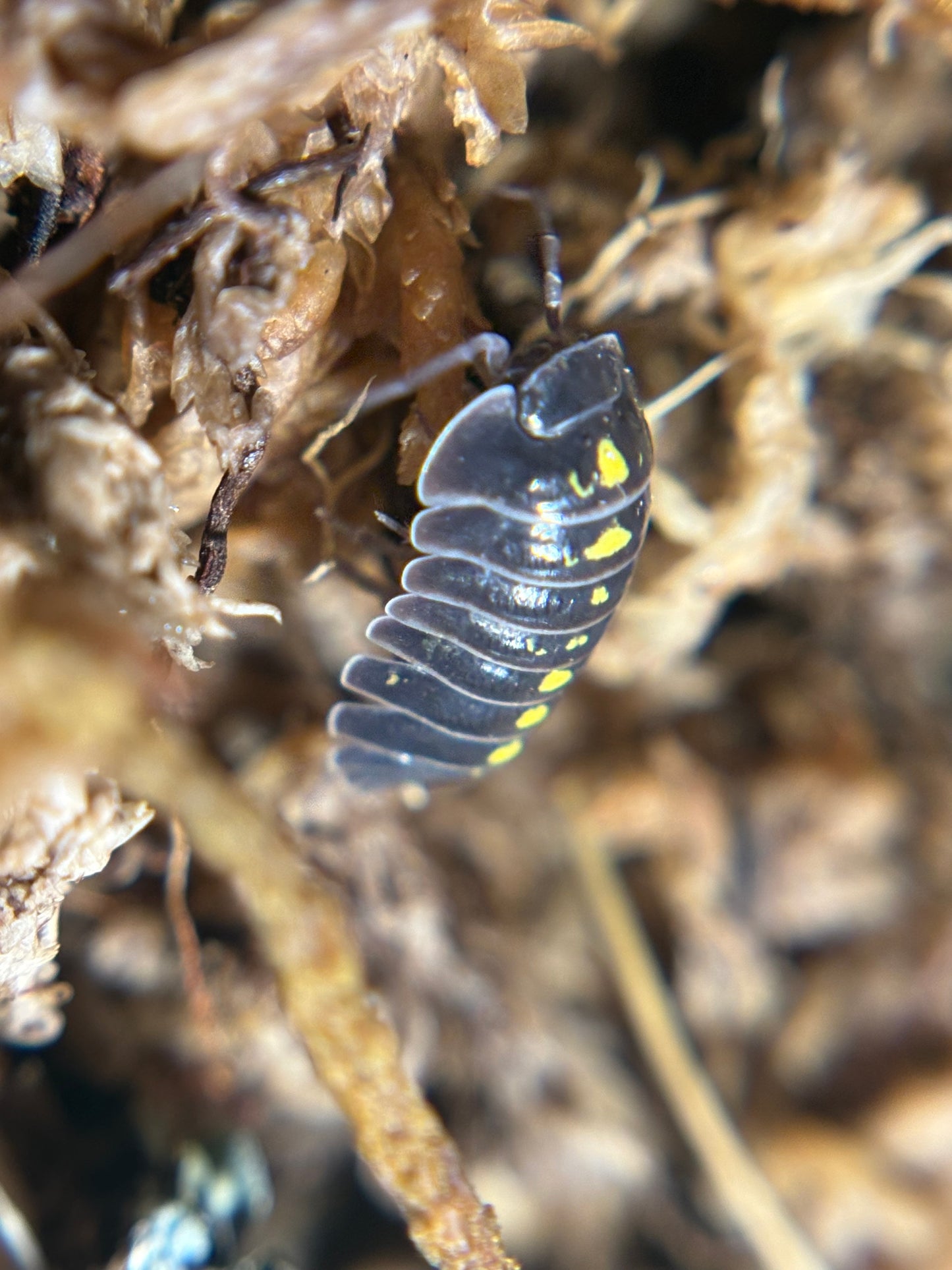 Armadillidium Germanicum Darth Vader