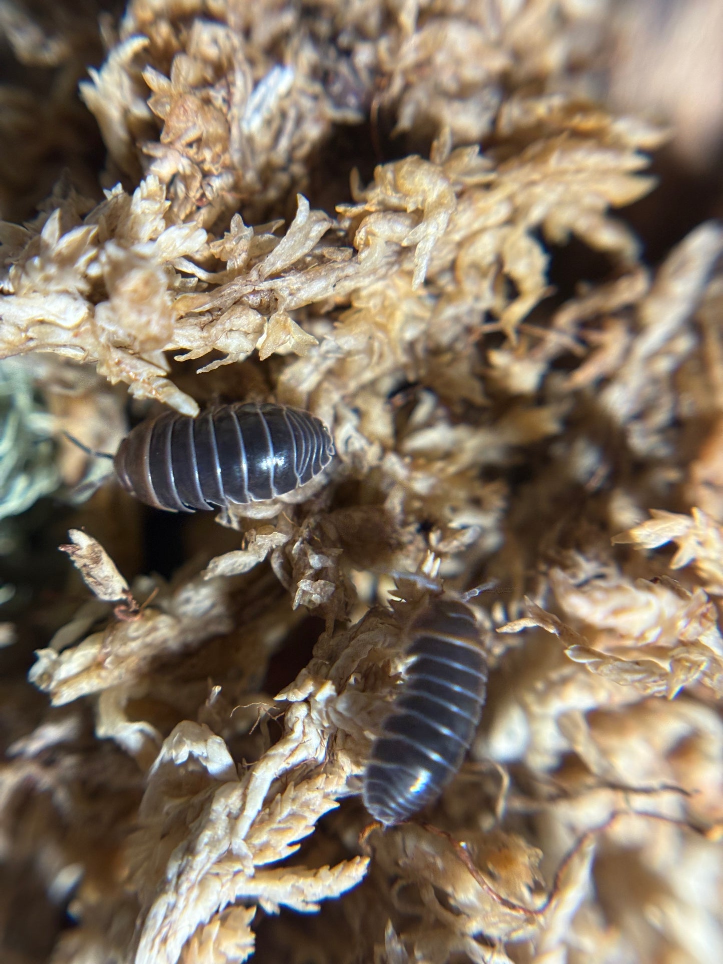 Armadillidium Flavoscutatum Red Head