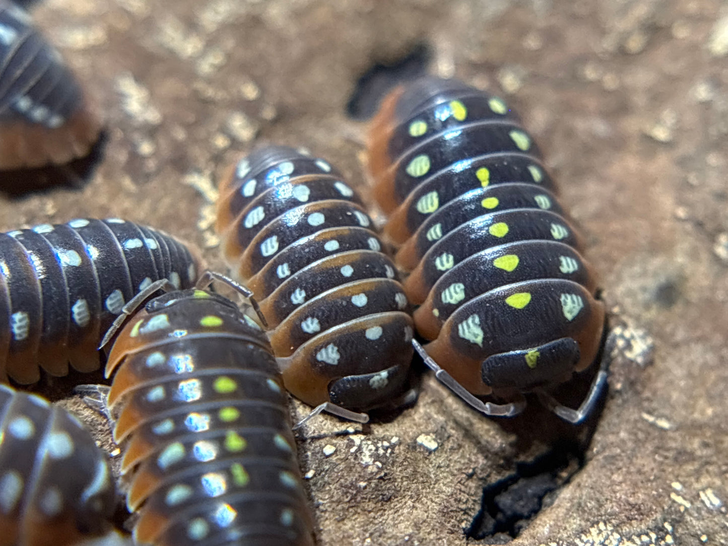 Armadillidium Klugii Montenegro Clown