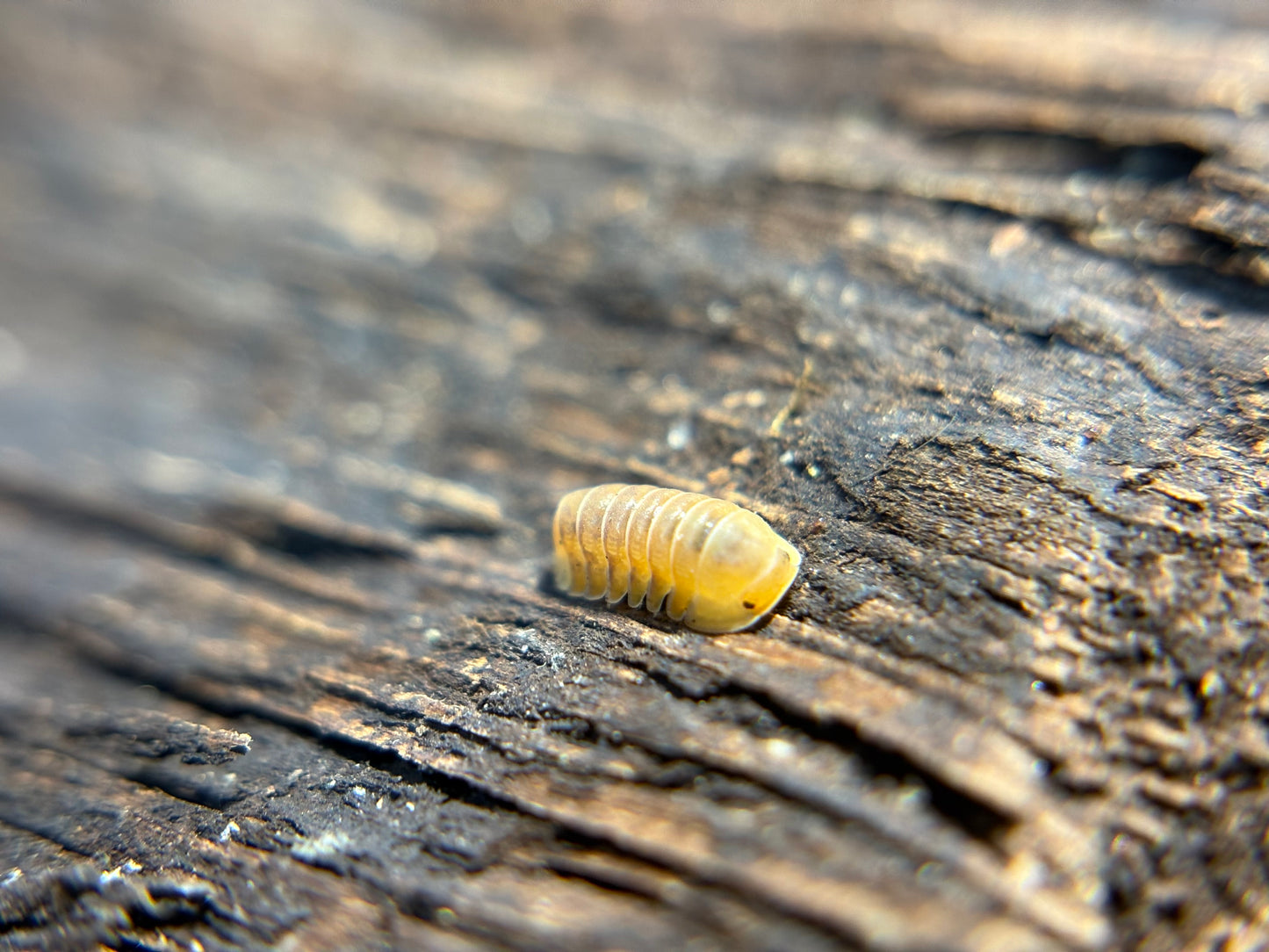 Cubaris Sp. Orange Freezy