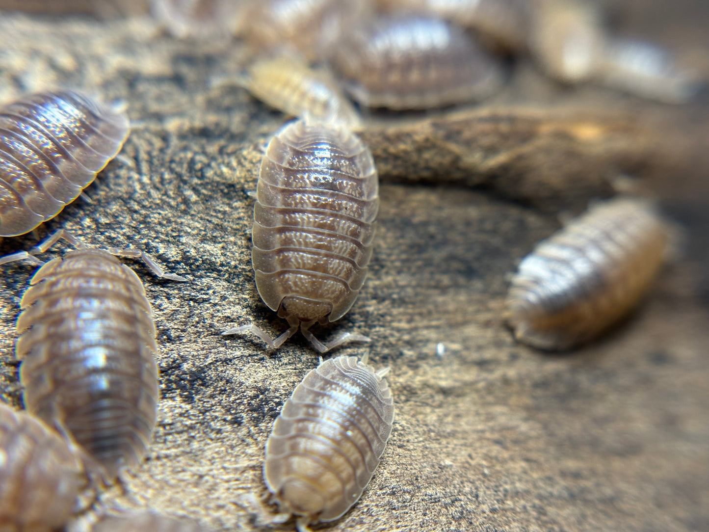 Porcellio Dilatatus Giant Canyon