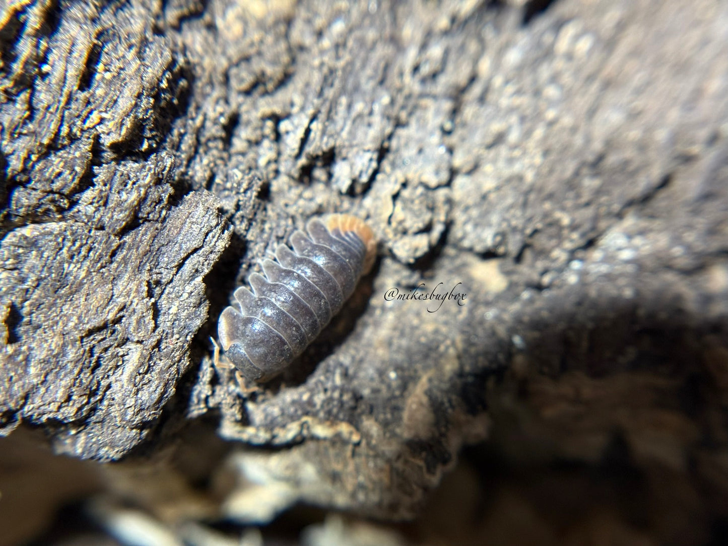 Cubaris Iriomotensis “Miyako” | Coming Soon