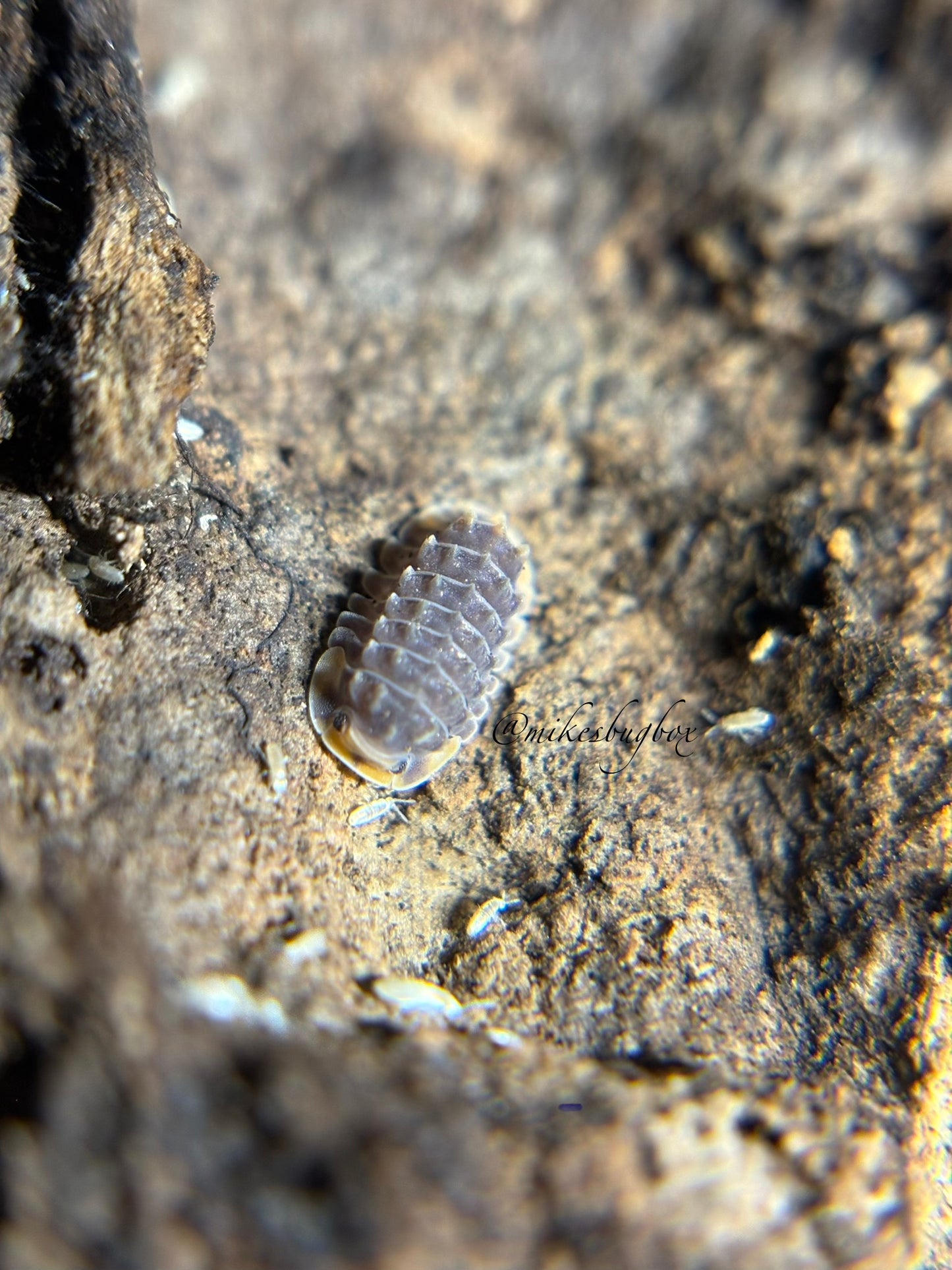 Isopoda Sp. Shiny Gator