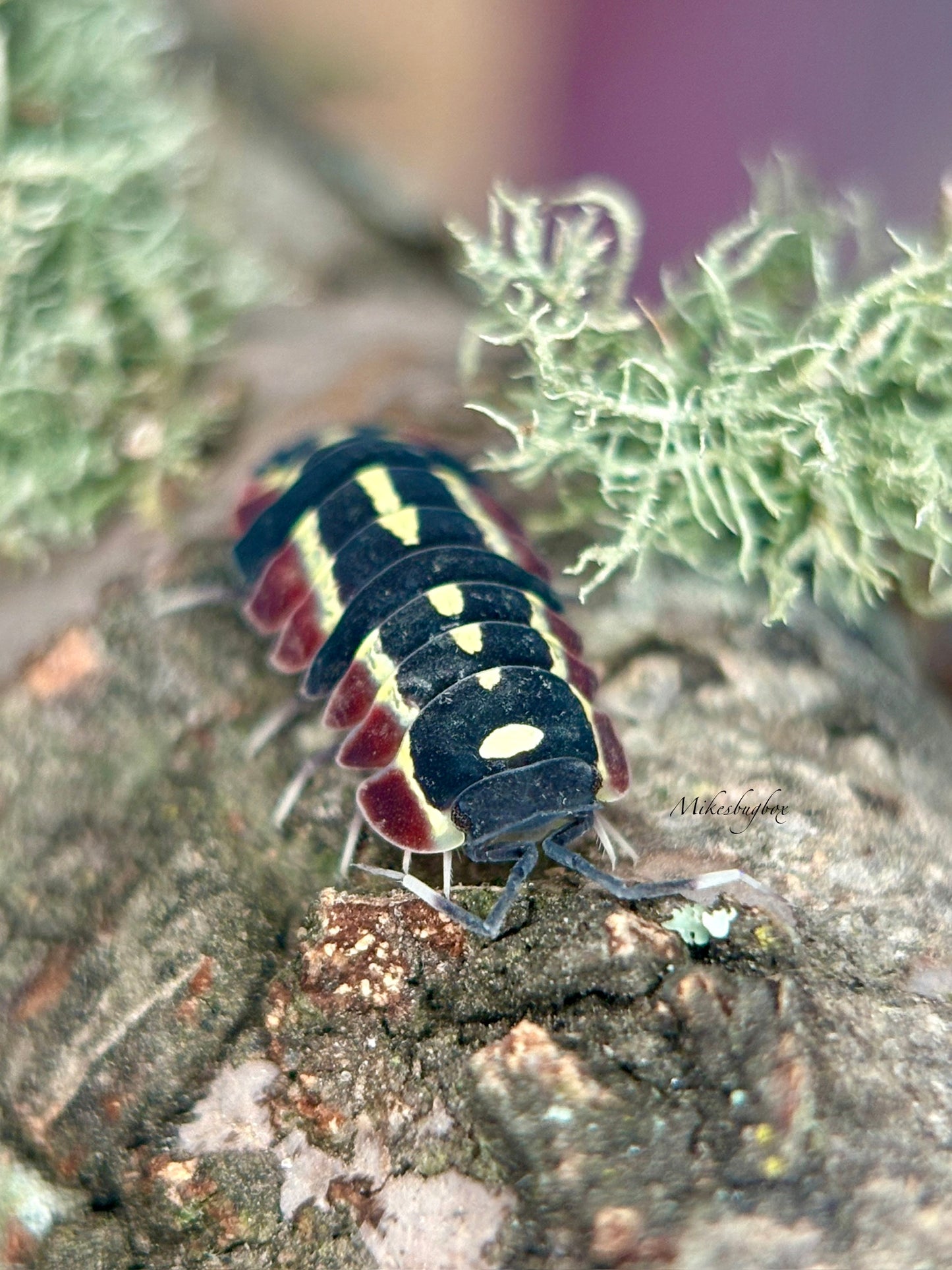 Ardentiella sp. “Red Diablo”