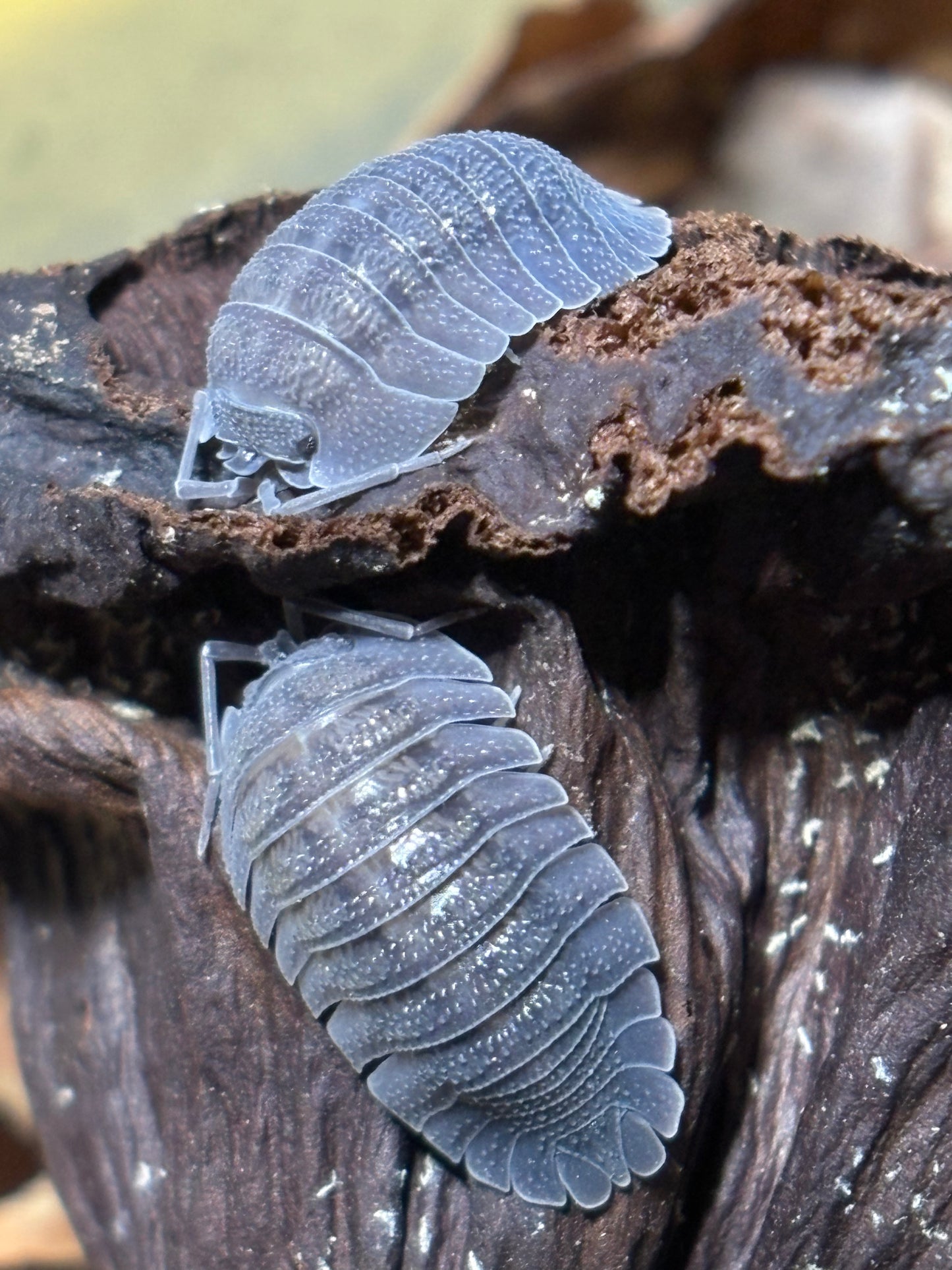 Armadillidium Perracae