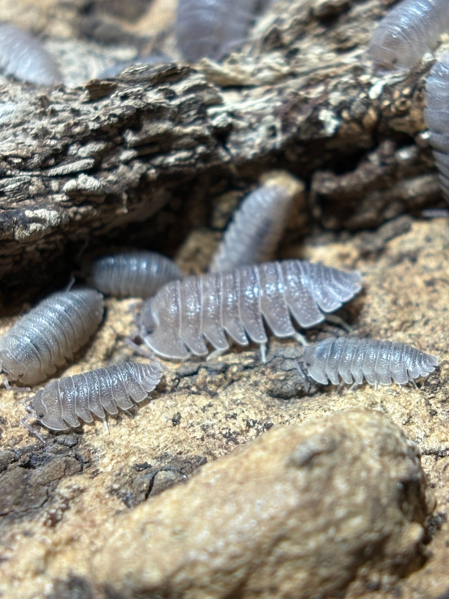 Armadillidium Scaberrimum Sandstone