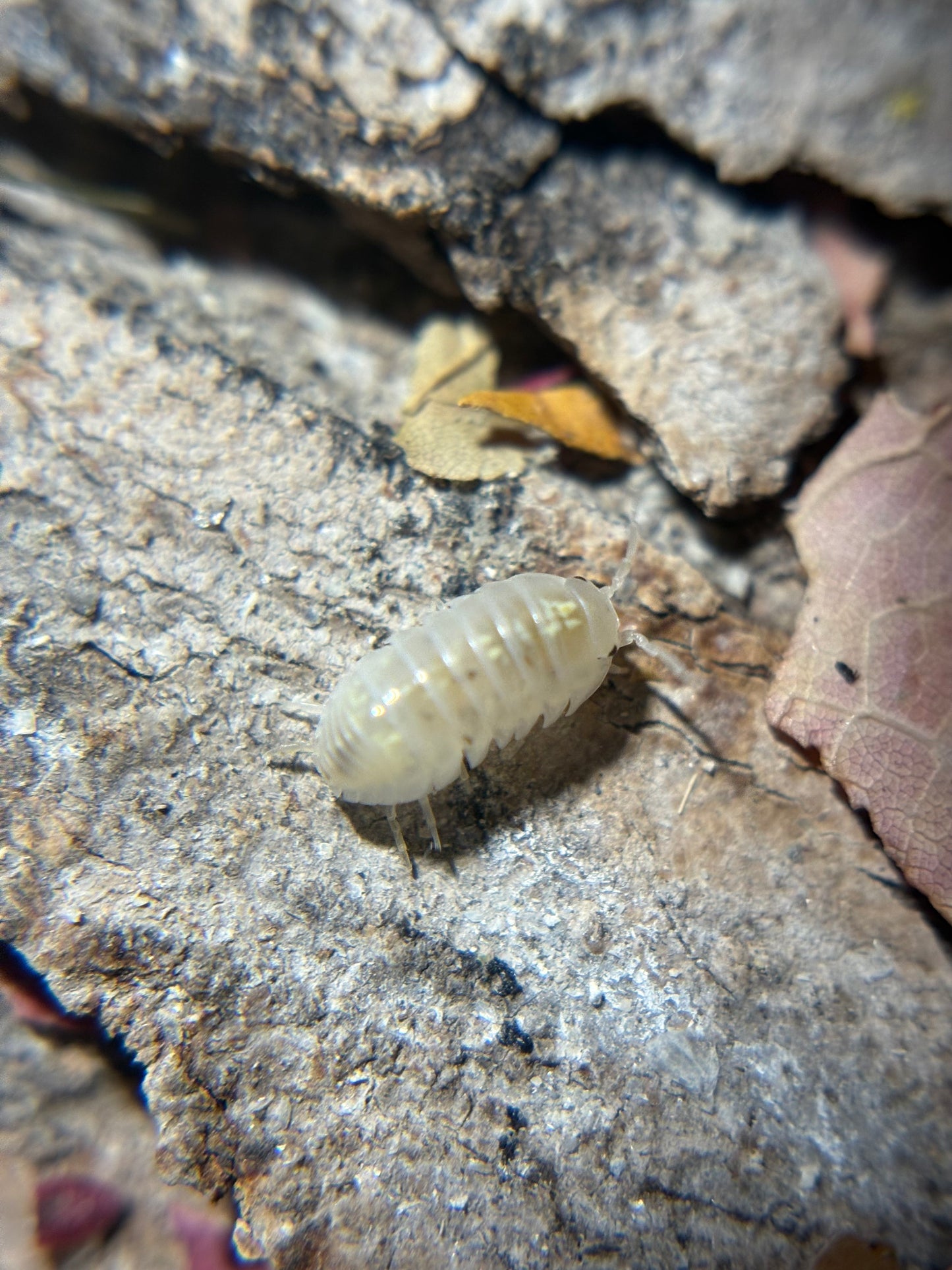 Armadillidium Vulgare Anqi Potion