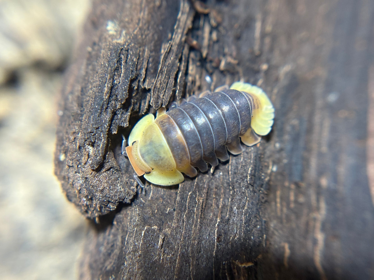 Cubaris Sp. Rubber Ducky