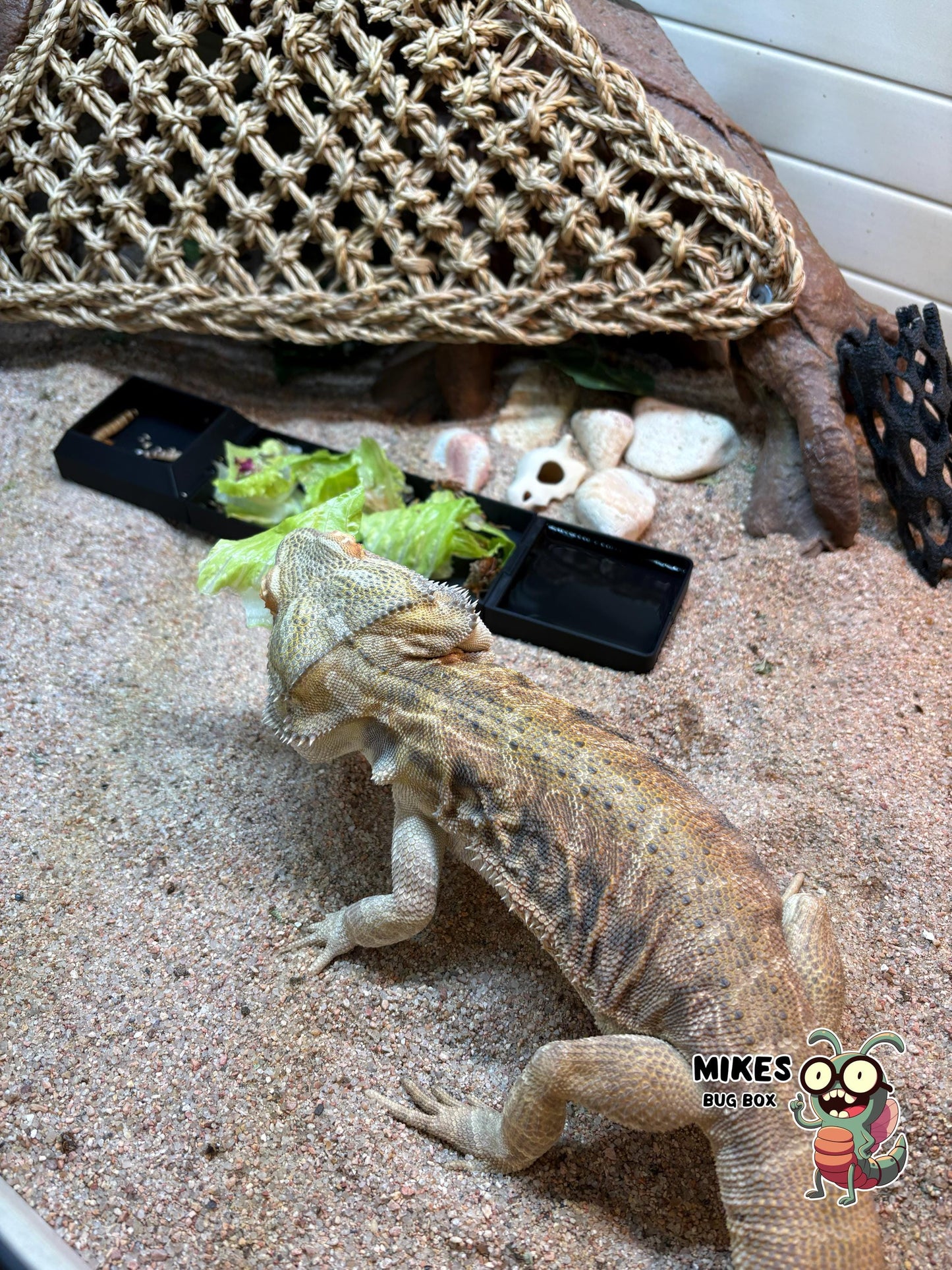 Bearded Dragon Triple-Function Feeding Trough