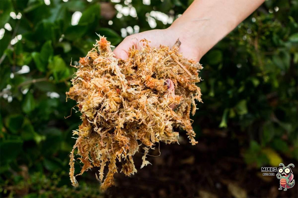 Natural Sphagnum Moss, Moisture-Retaining Isopod Enrichment