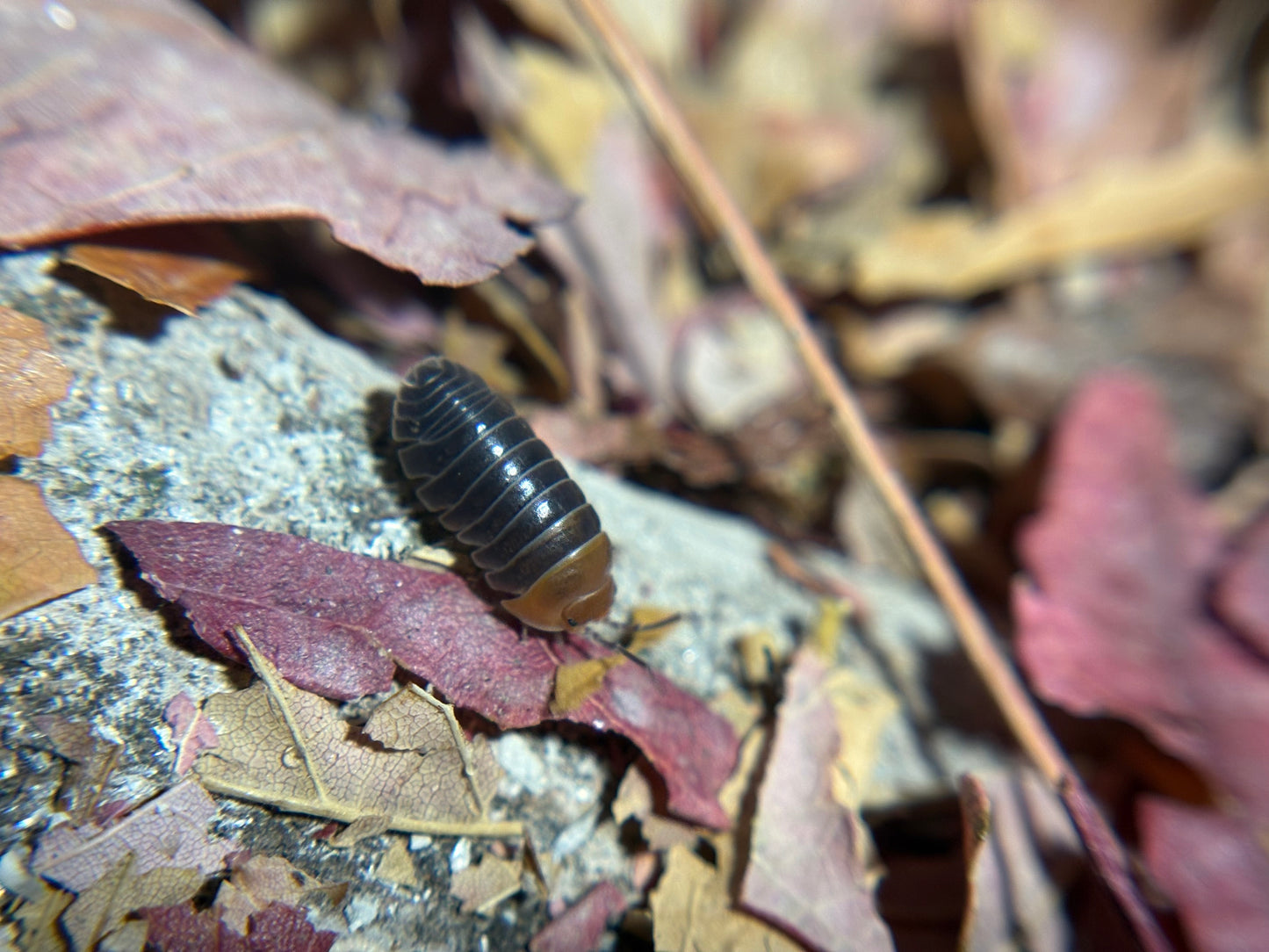 Armadillidium Flavoscutatum Red Head