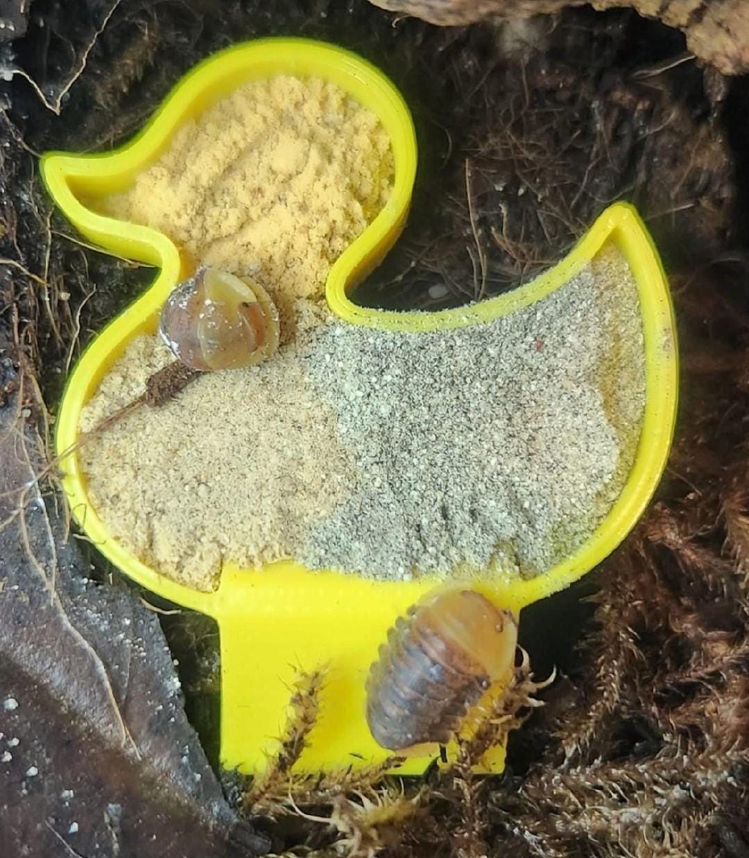 Rubber Ducky Isopod Food Bowl 5 pack