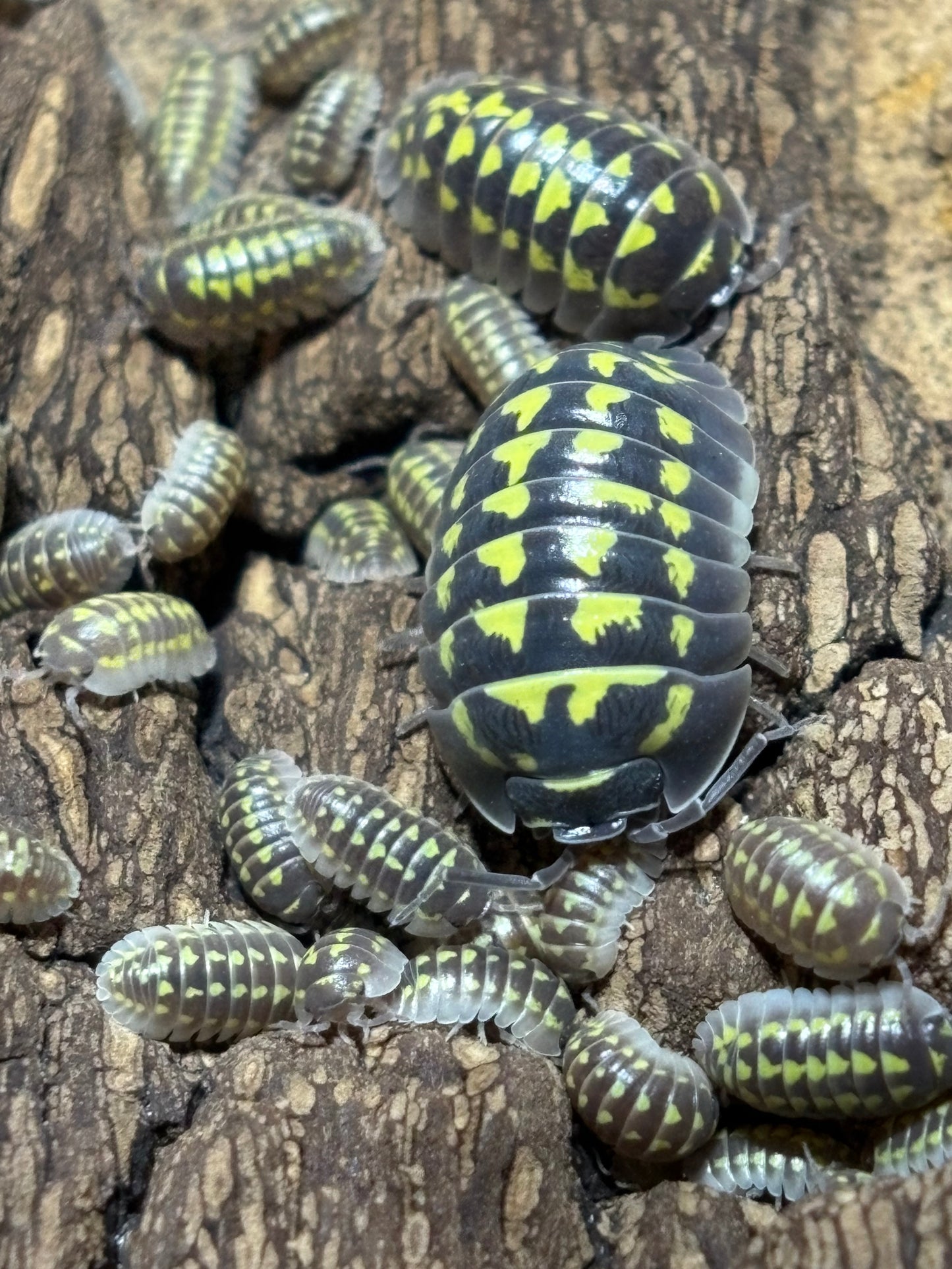 Armadillidium Gestroi