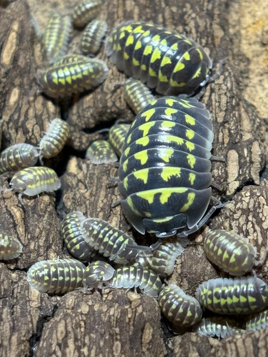 Armadillidium Gestroi