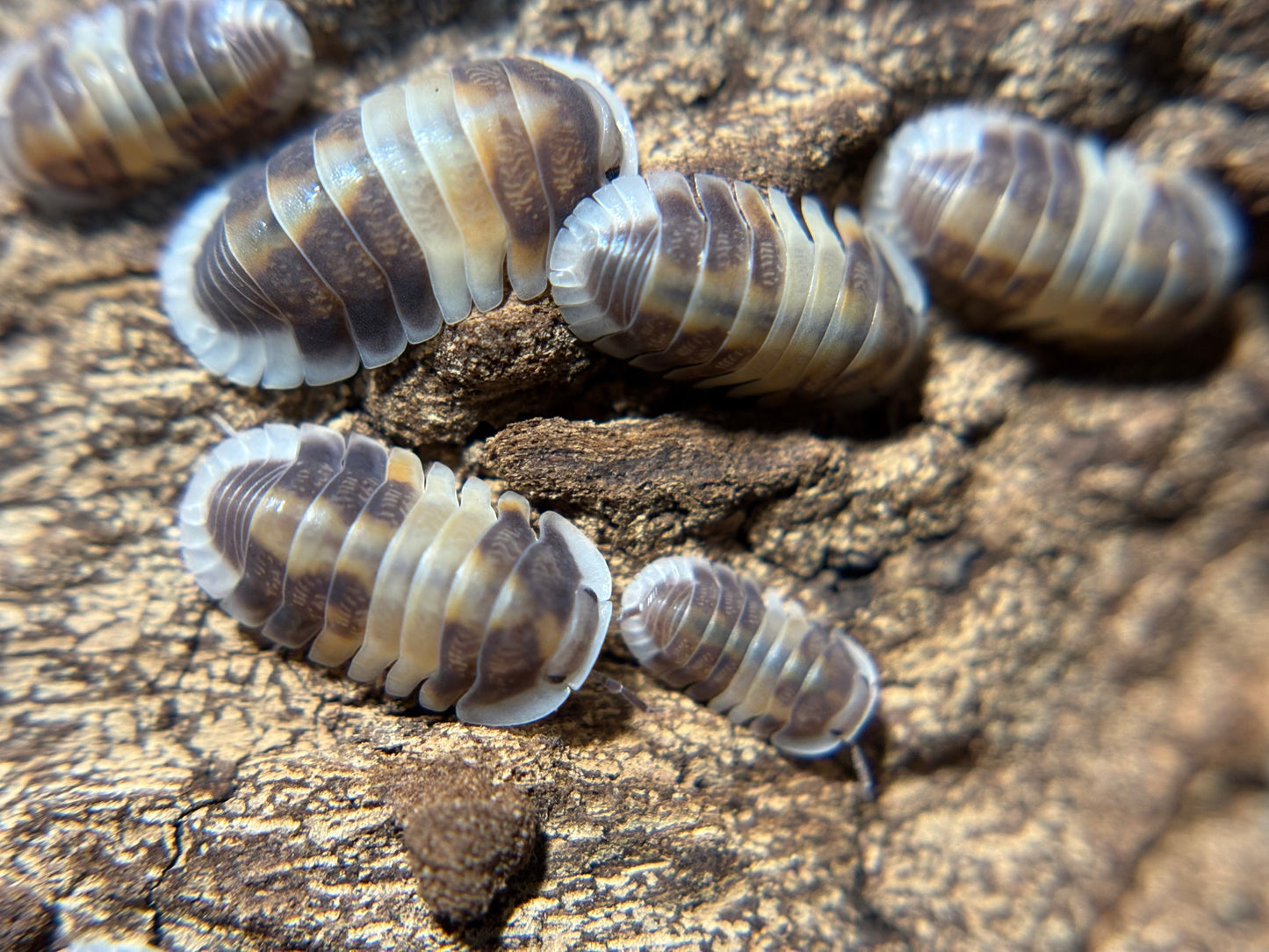 Cubaris Sp. Cappuccino