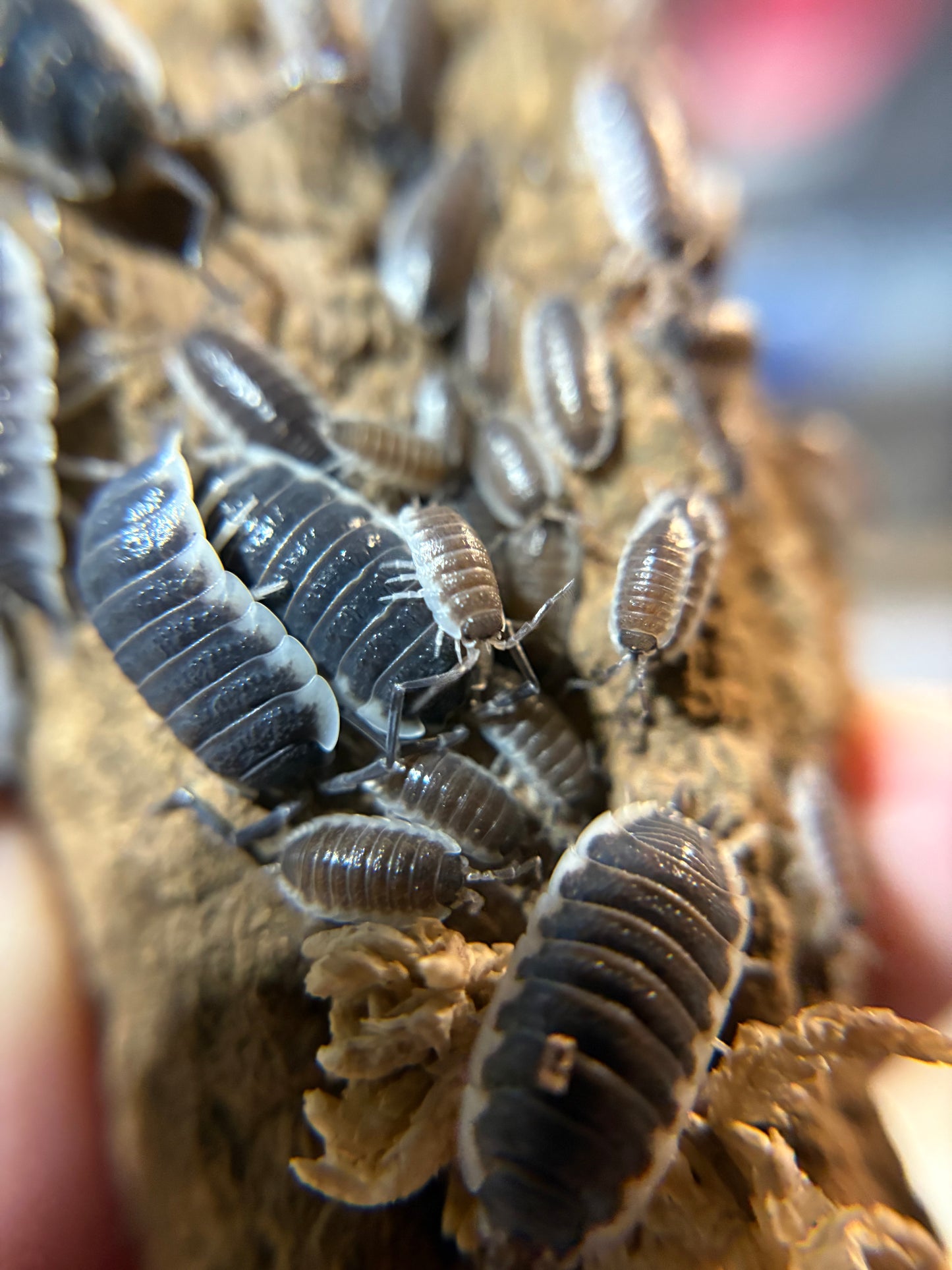 Porcellio Sp. Sevilla
