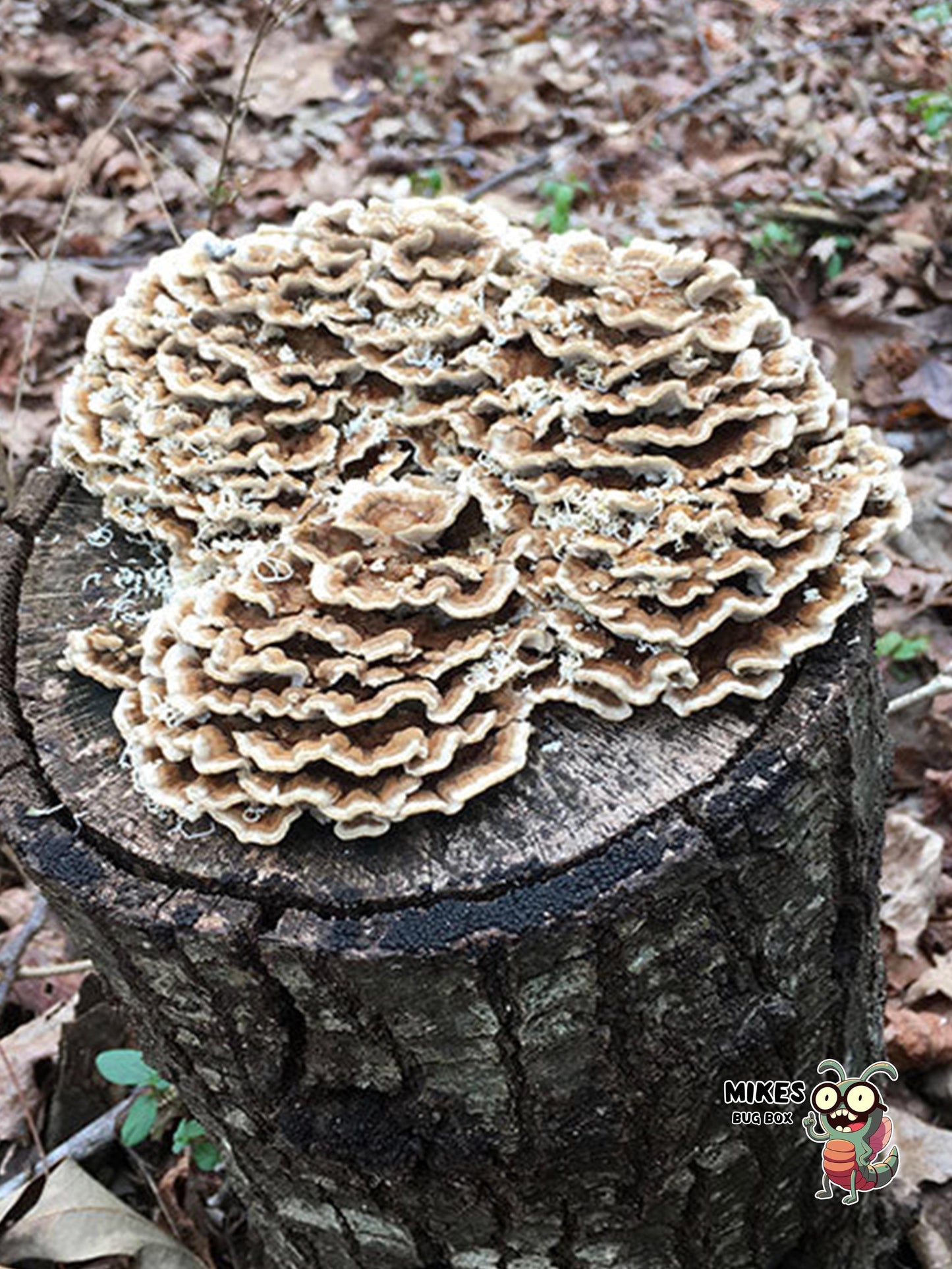 Dried Turkey Tail Mushrooms – Natural Enrichment for Isopods