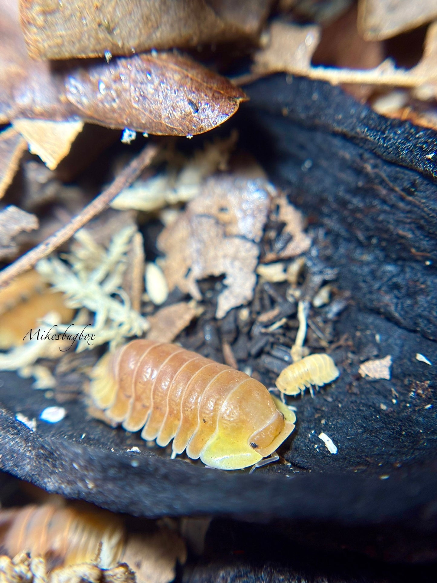 Cubaris Sp. Blonde Ducky