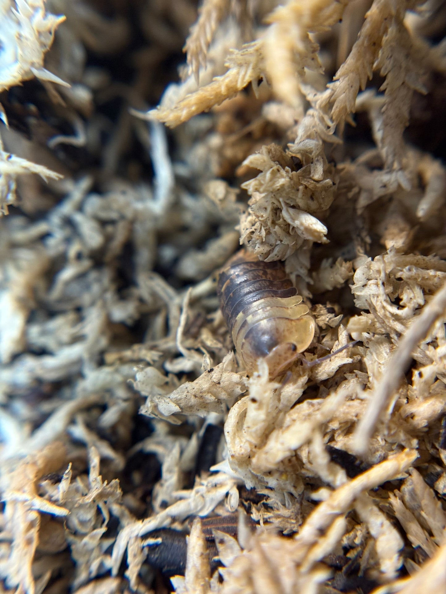 Filipinodillo Maculatum Lapu