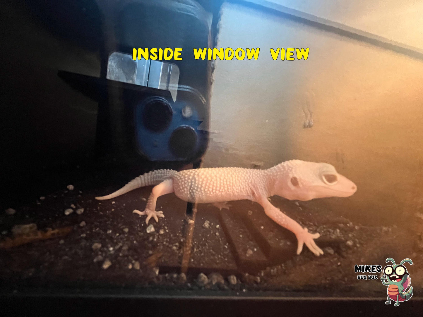 In-Ground Reptile Hide with Built-In Stairs / Gecko