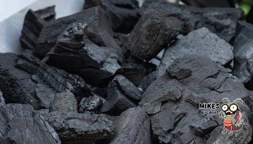 Natural Lump Charcoal – Purifying Habitat Support for Isopods & Springtails