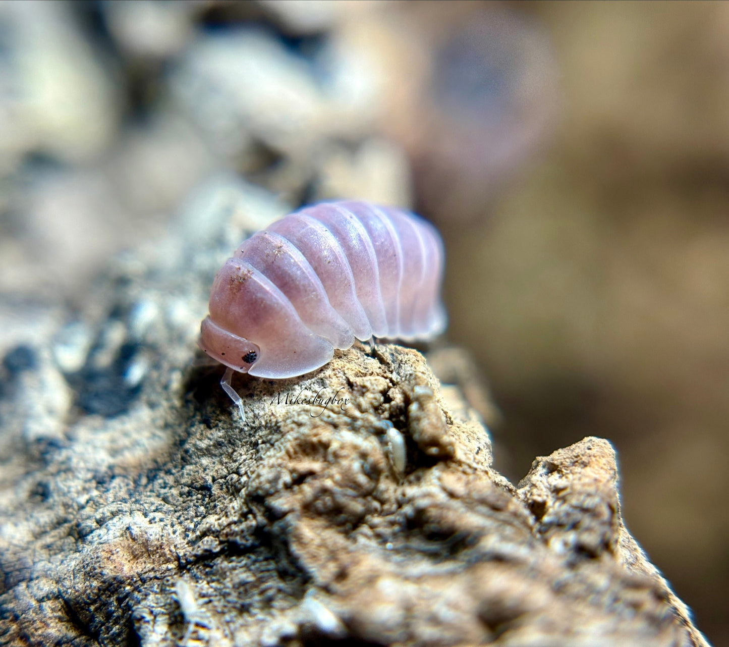Cubaris Sp. Cherry Blossom