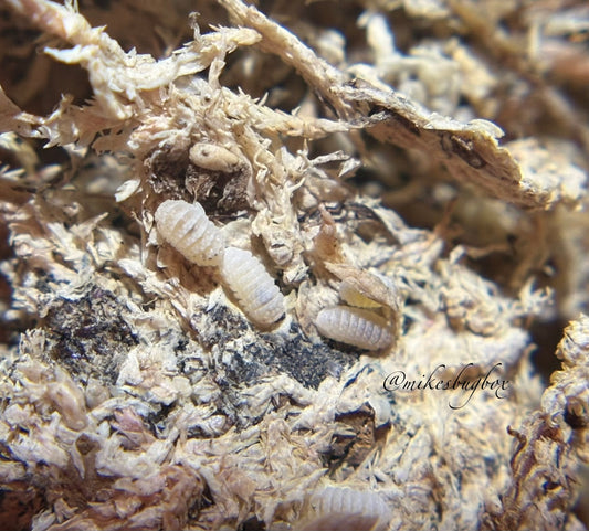 Ctenorillo Boquerón Piedra Blanca