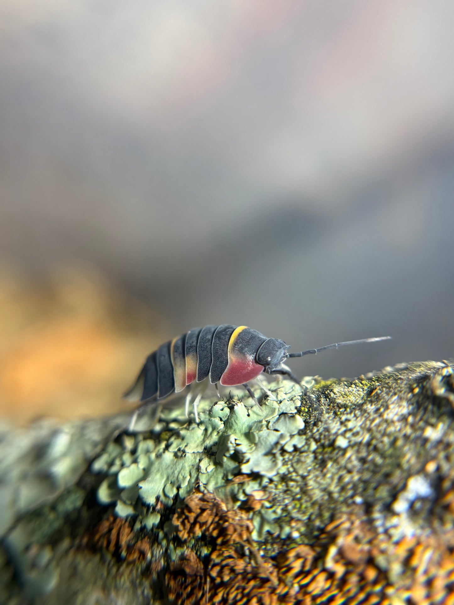 Merulanella Sp. Quadcolor