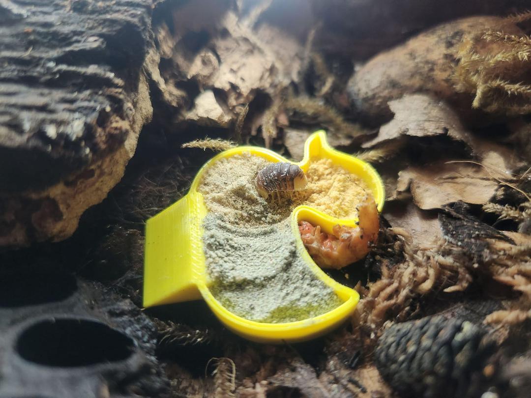 Rubber Ducky Isopod Food Bowl 5 pack
