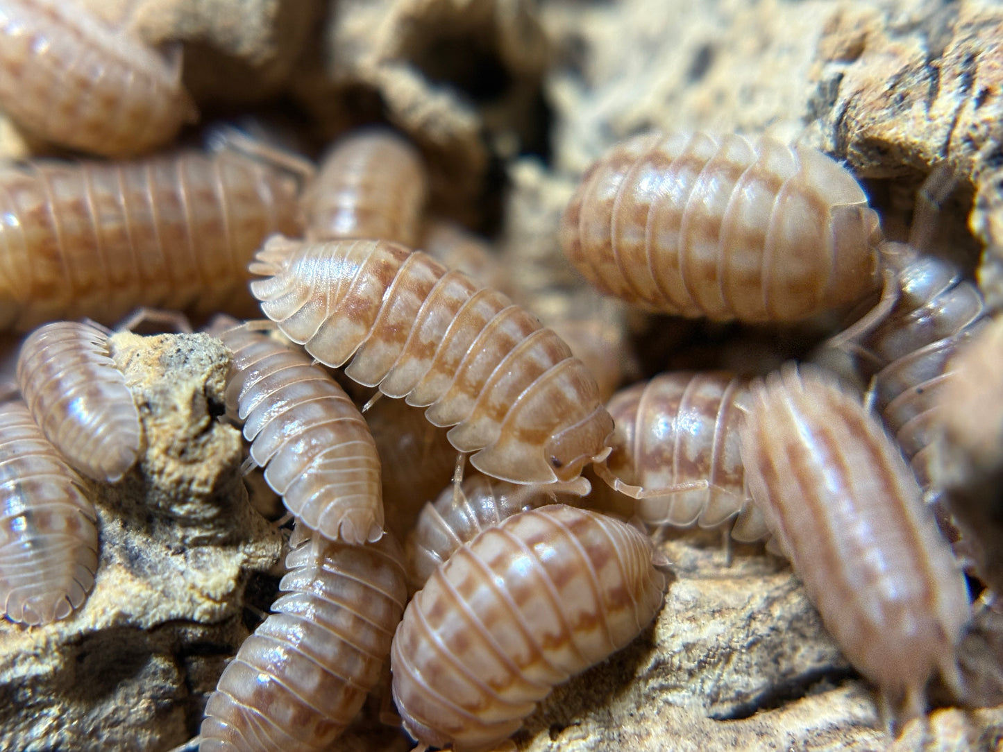 Armadillidium Nasatum Peach