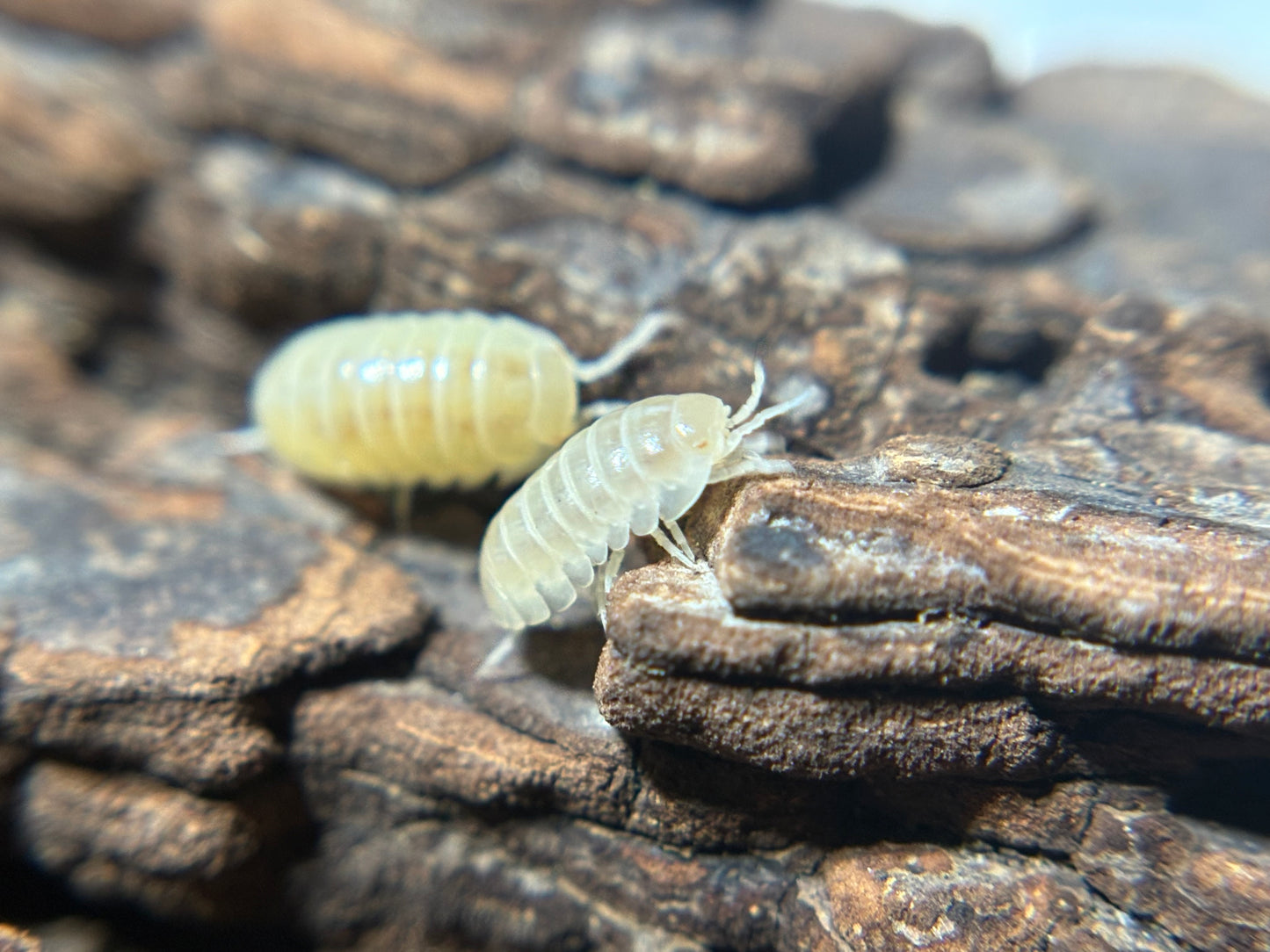 Armadillidium Vulgare T- Albino