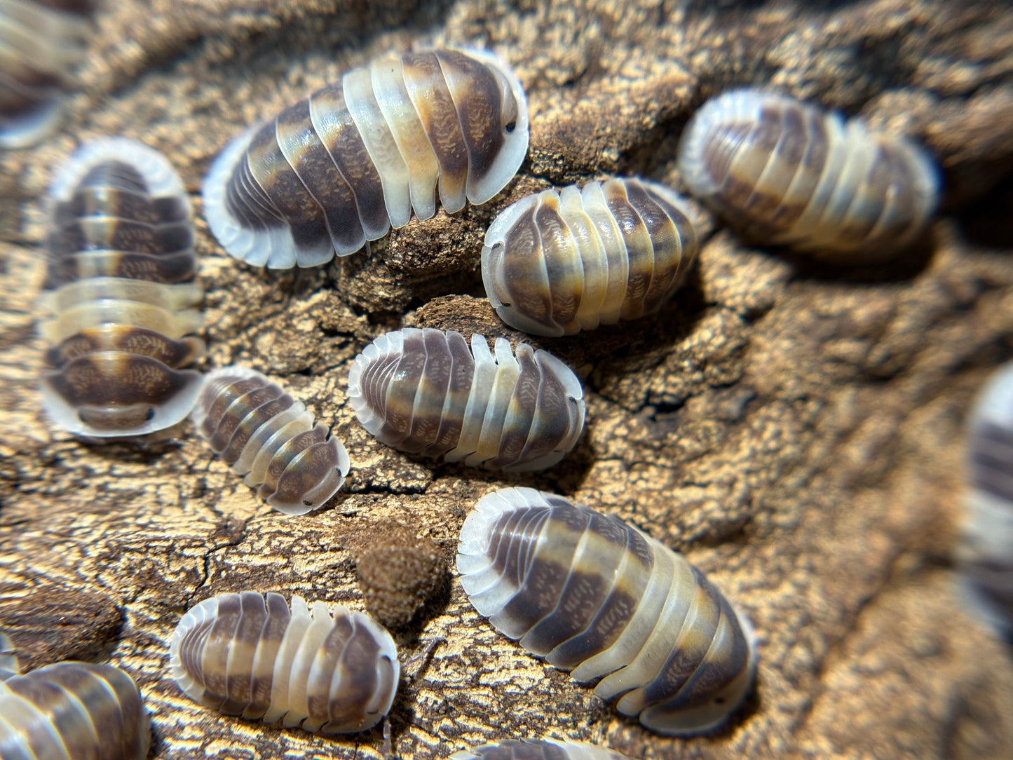 Cubaris Sp. Cappuccino