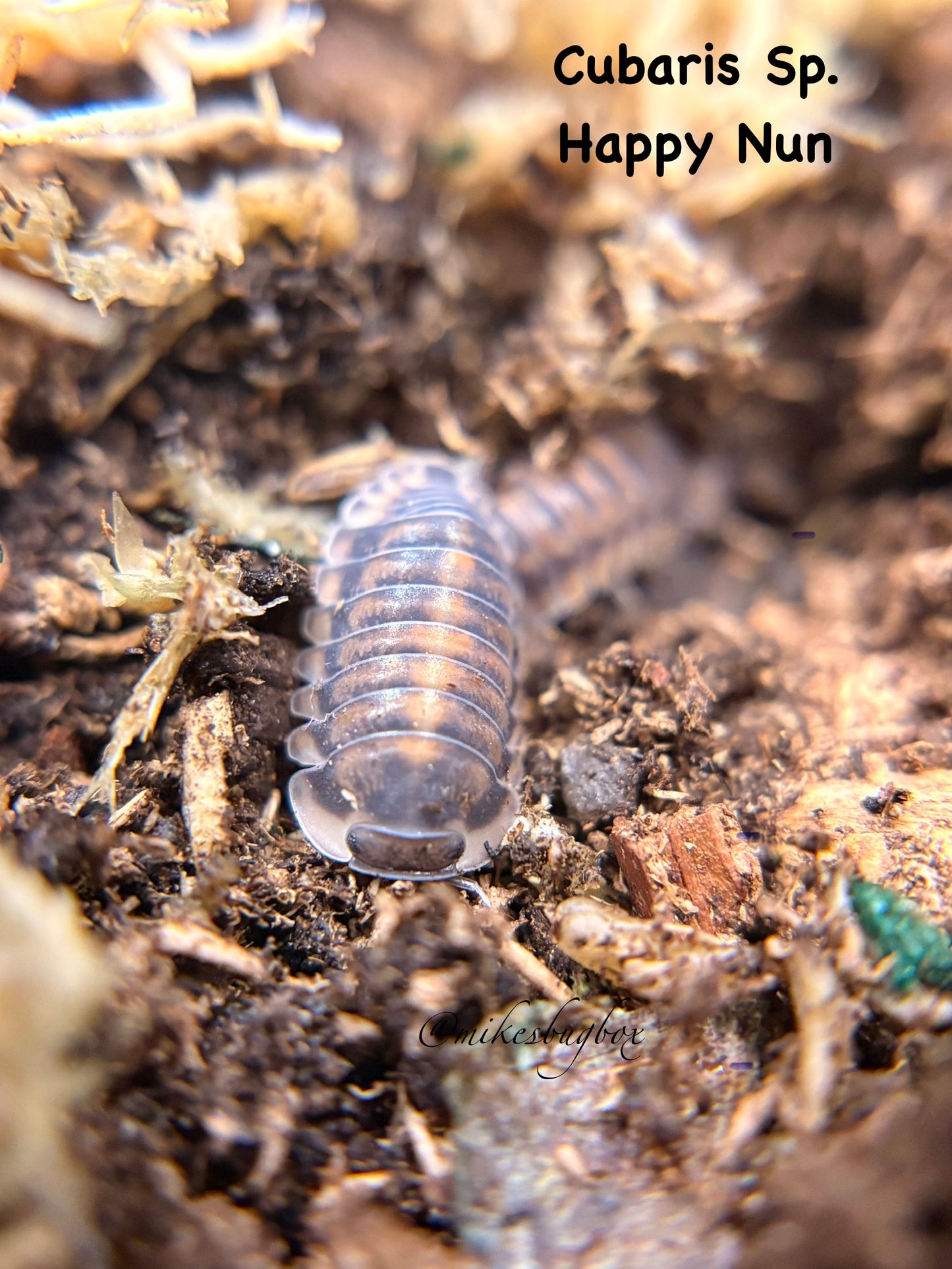 Cubaris Sp. Happy Nun