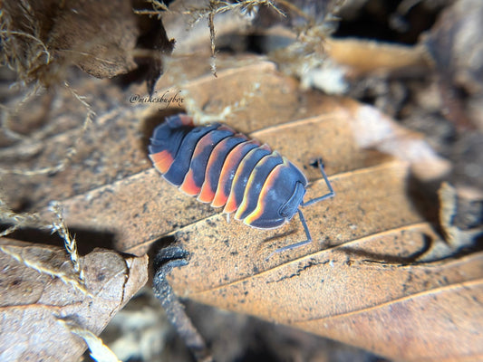 Ardentiella Ember Bee