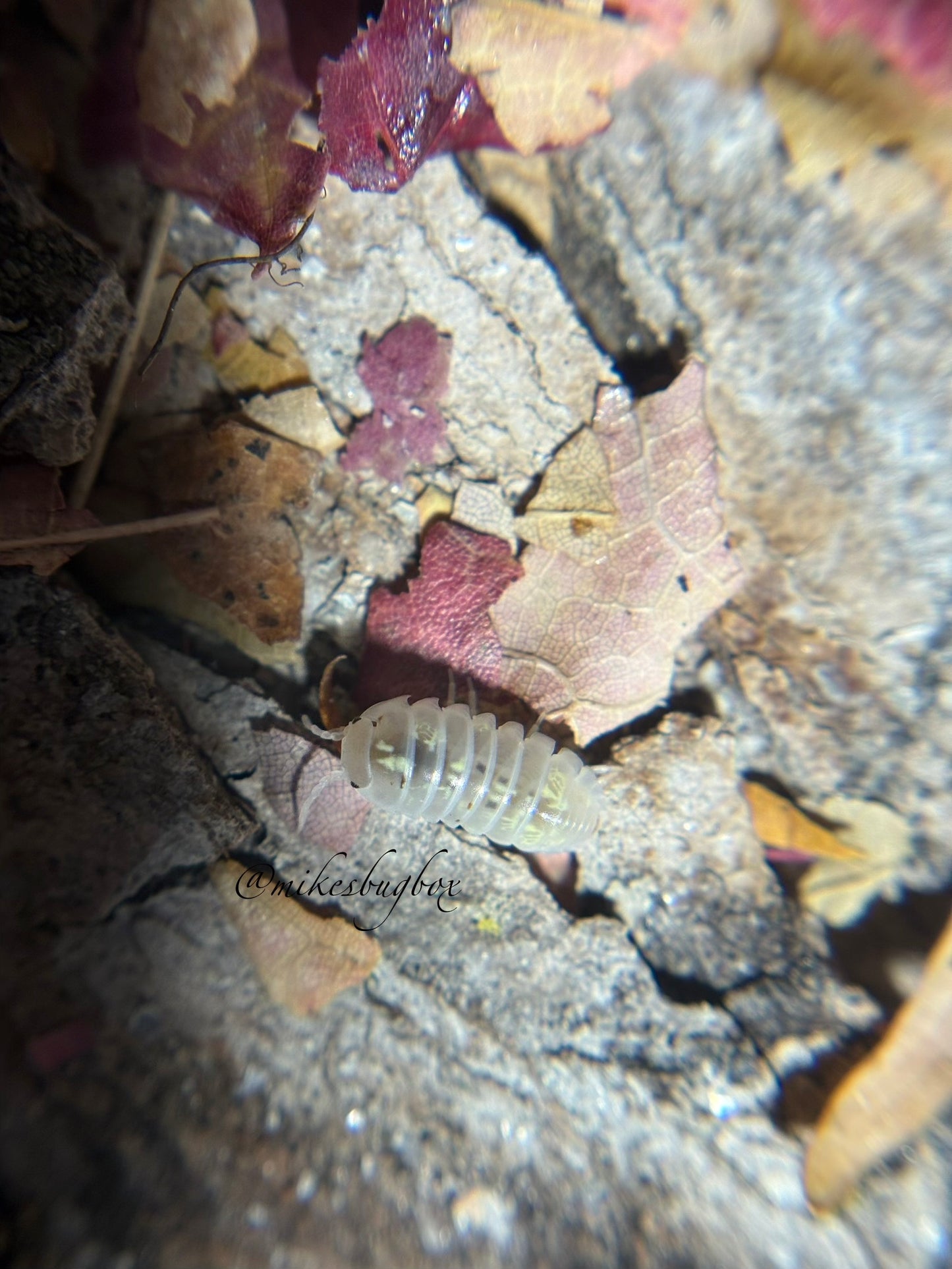 Armadillidium Vulgare Anqi Potion