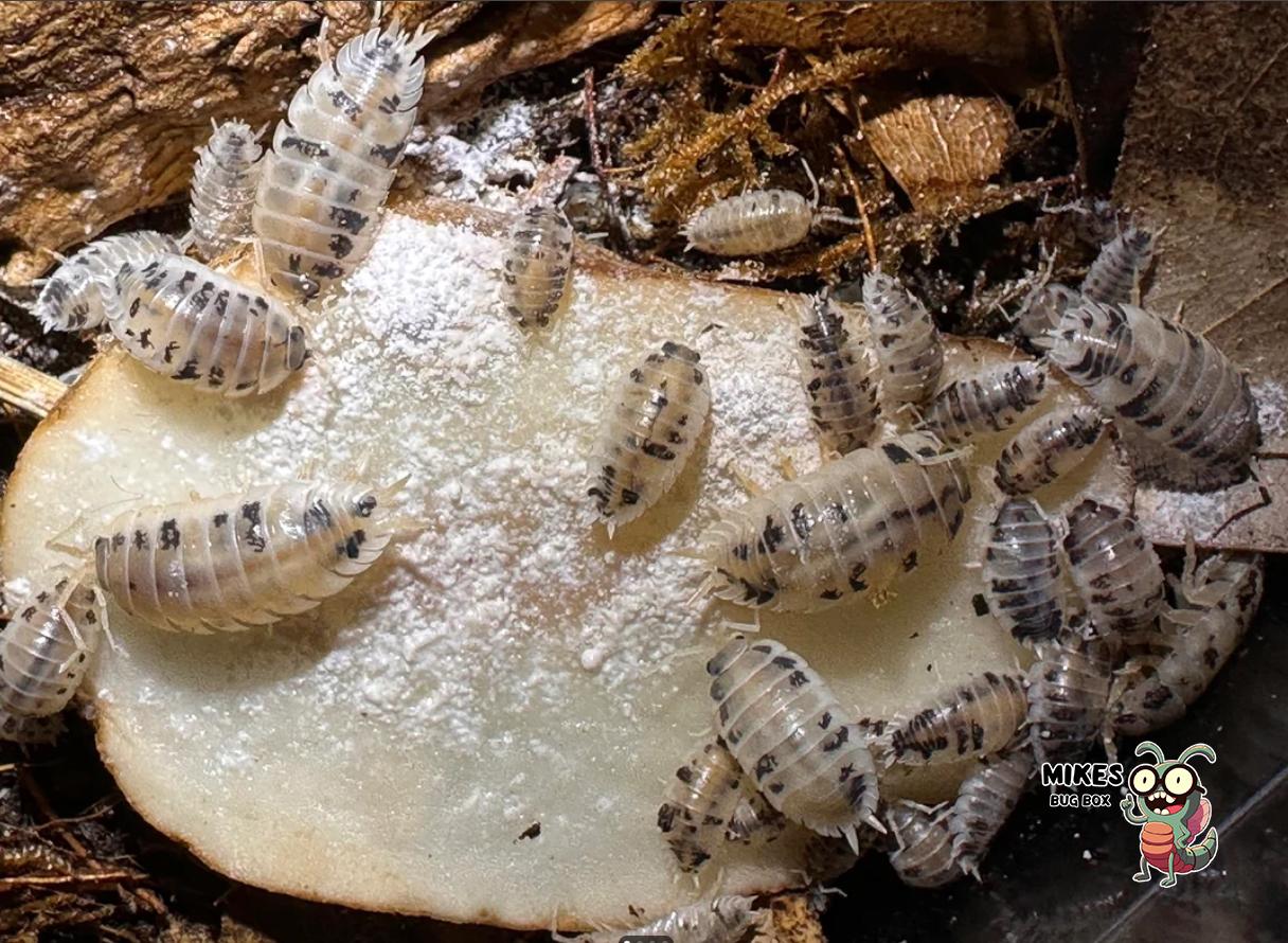 Oyster Shell Powder – Supercharged Calcium for Isopod