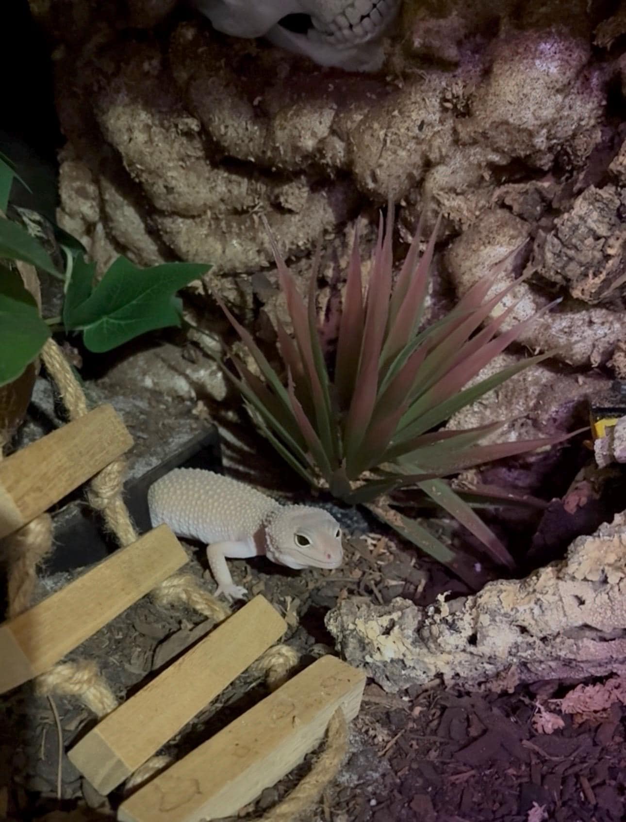 In-Ground Reptile Hide with Built-In Stairs / Gecko