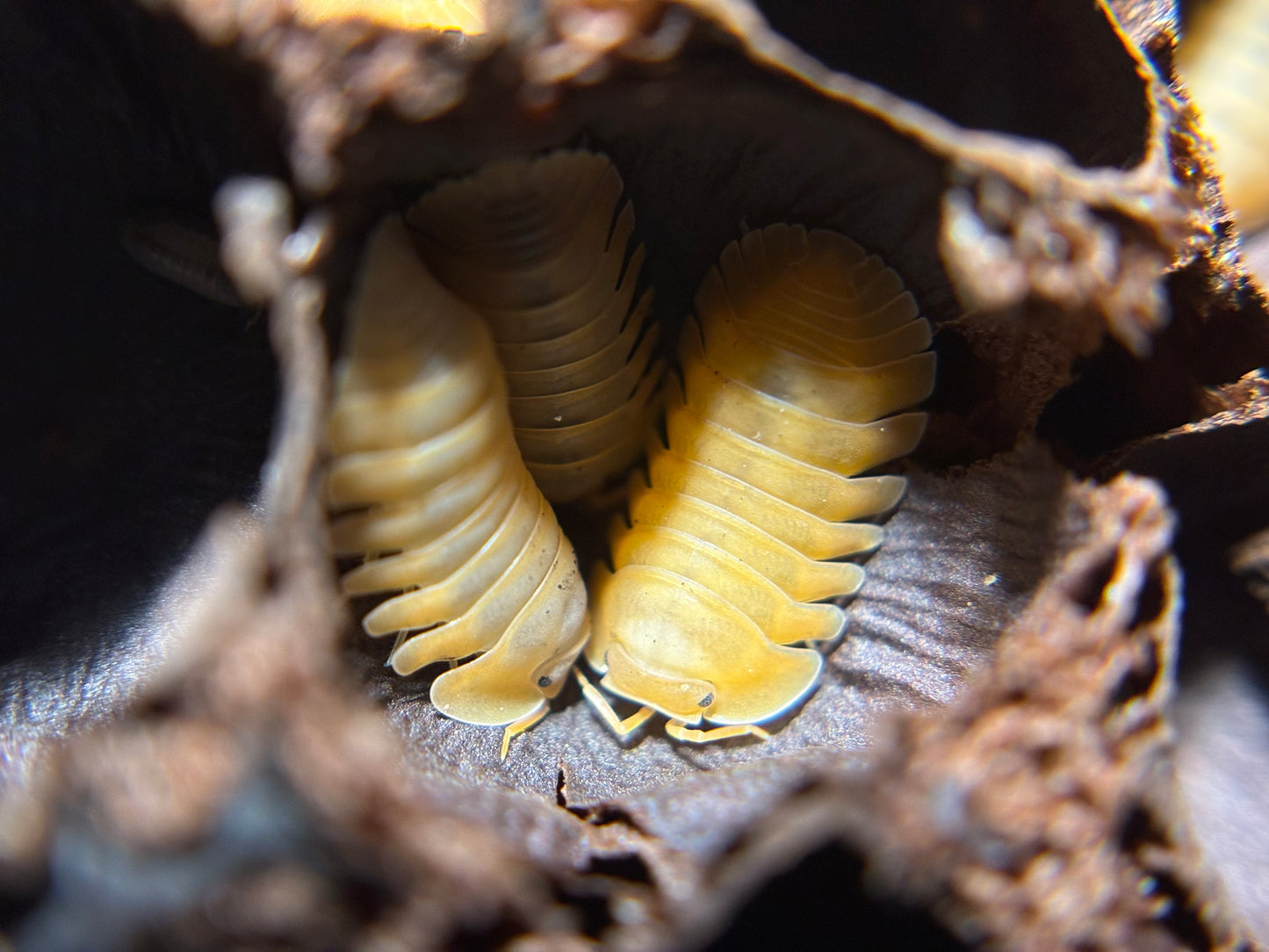 Cubaris Sp. Orange Freezy