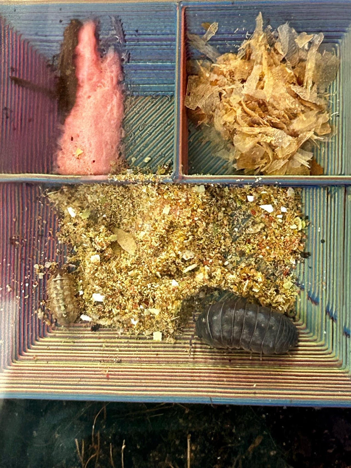 Mikes Iso-Crack | Isopod Food, Isopod Treat, Premium Bug Food, Insect Food, Arthropod Diet, Pod, Springtail Food, Springtail Diet, Bioactive