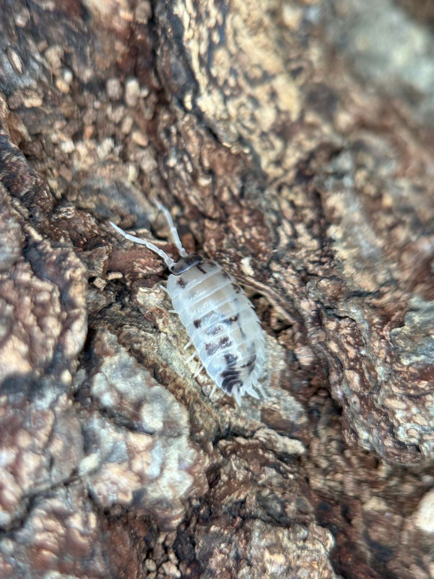 Porcellio Laevis Dairy Cow