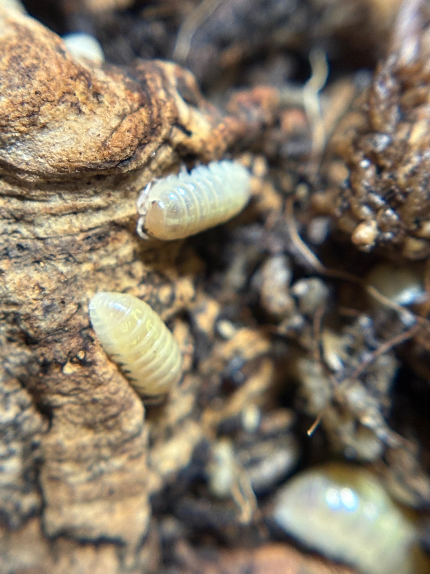 Armadillidium Vulgare T+ Albino