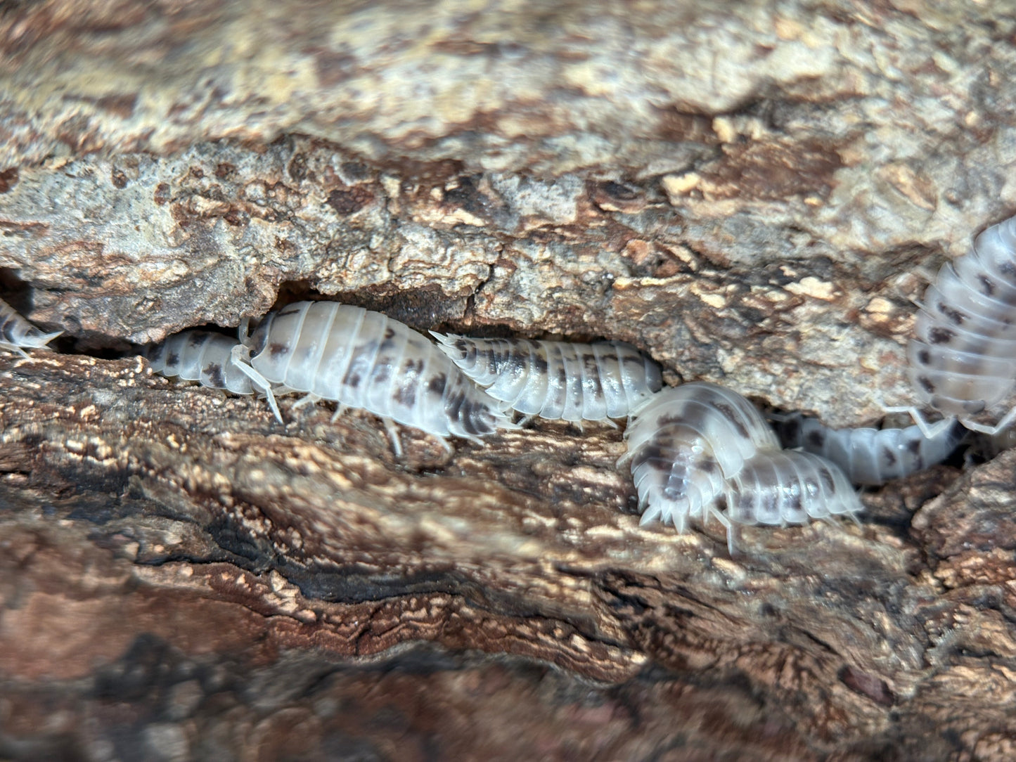 Porcellio Laevis Dairy Cow