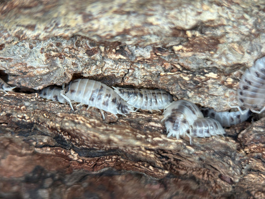 Porcellio Laevis Dairy Cow