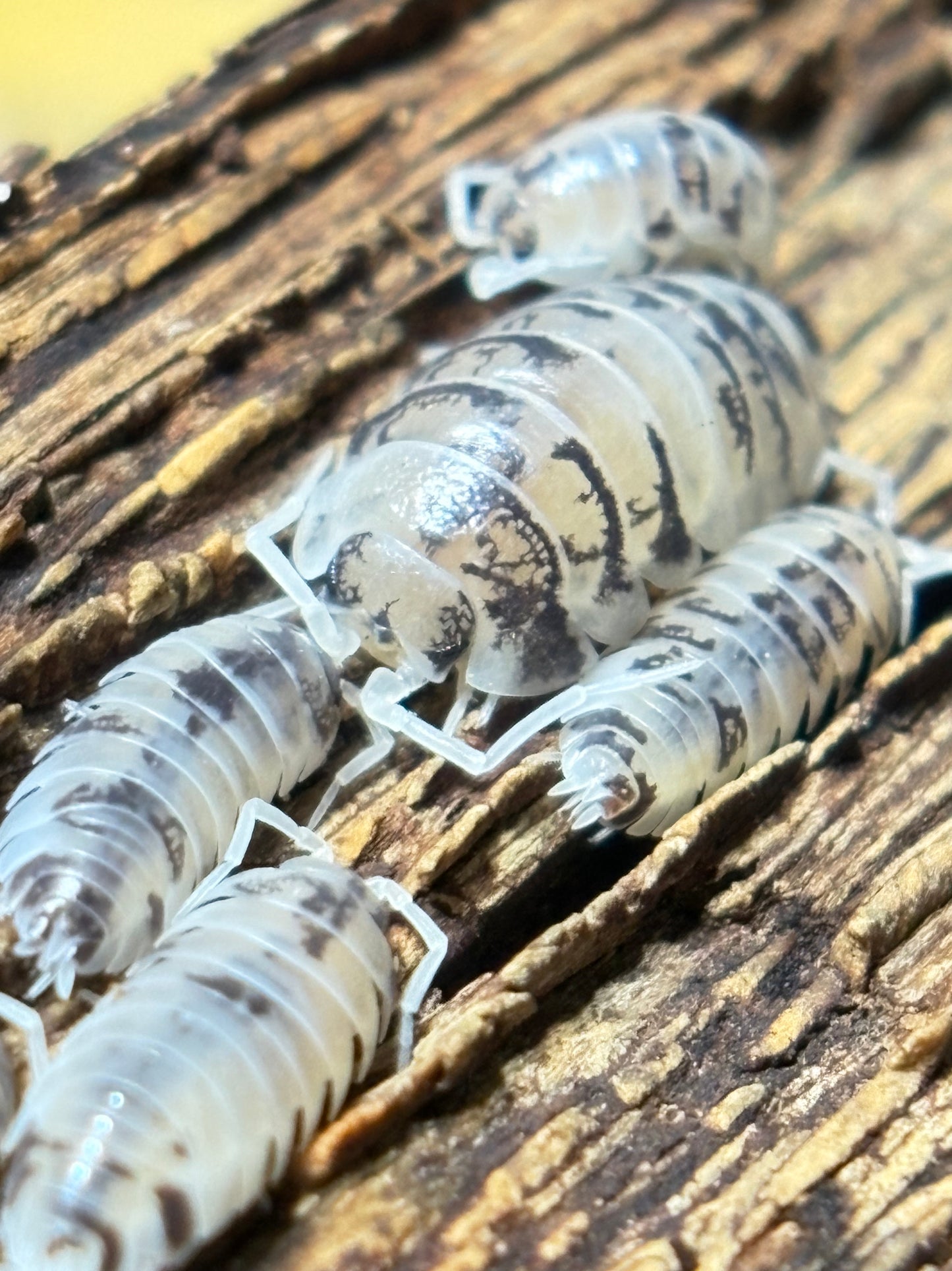 Cylisticus Convexus Ukraine Pied