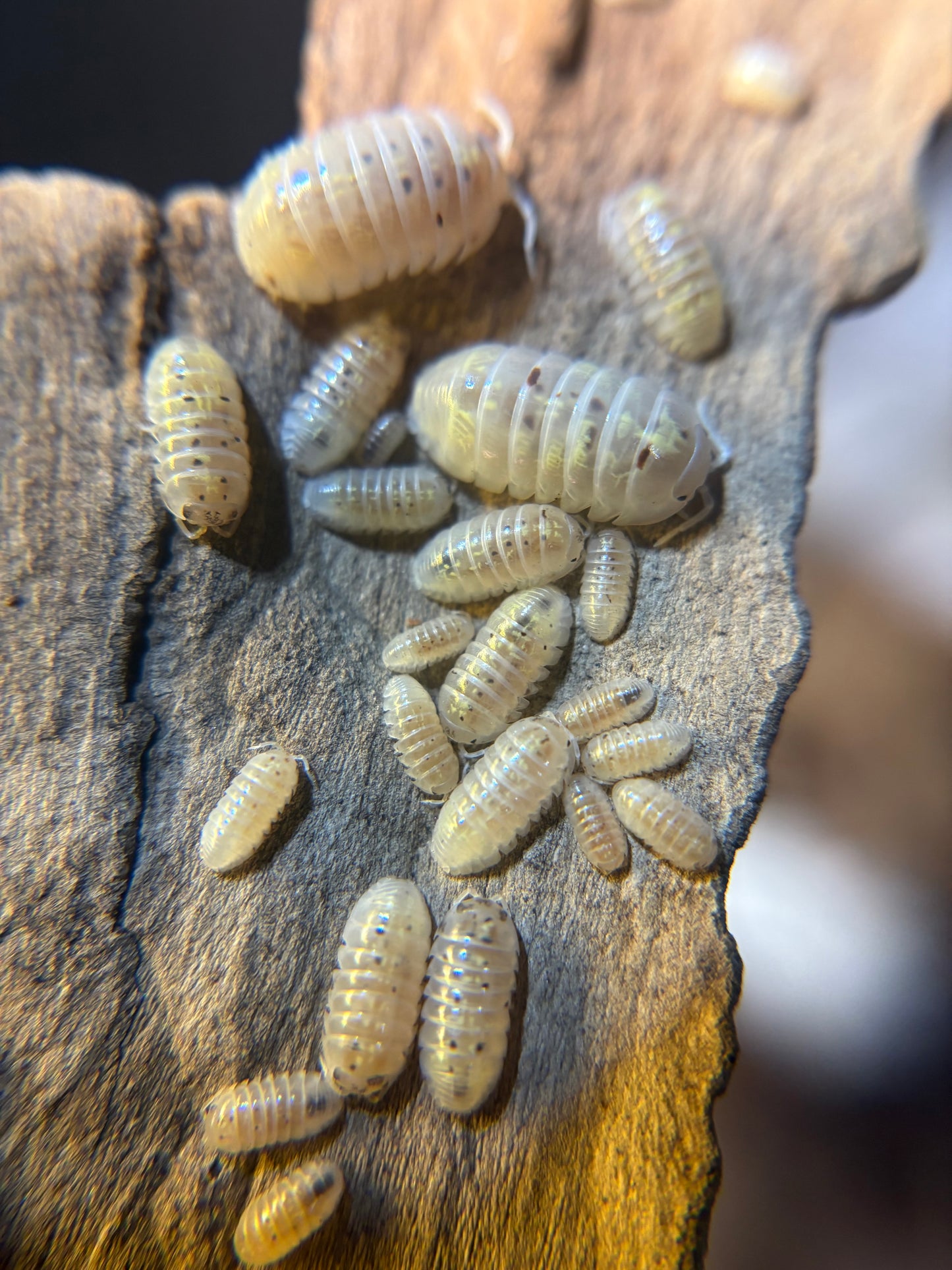 Armadillidium Vulgare American Magic Potion