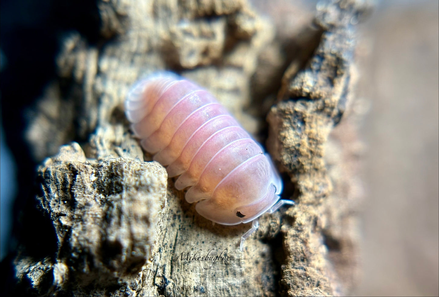 Cubaris Sp. Cherry Blossom
