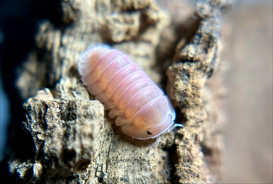 Cubaris Sp. Cherry Blossom