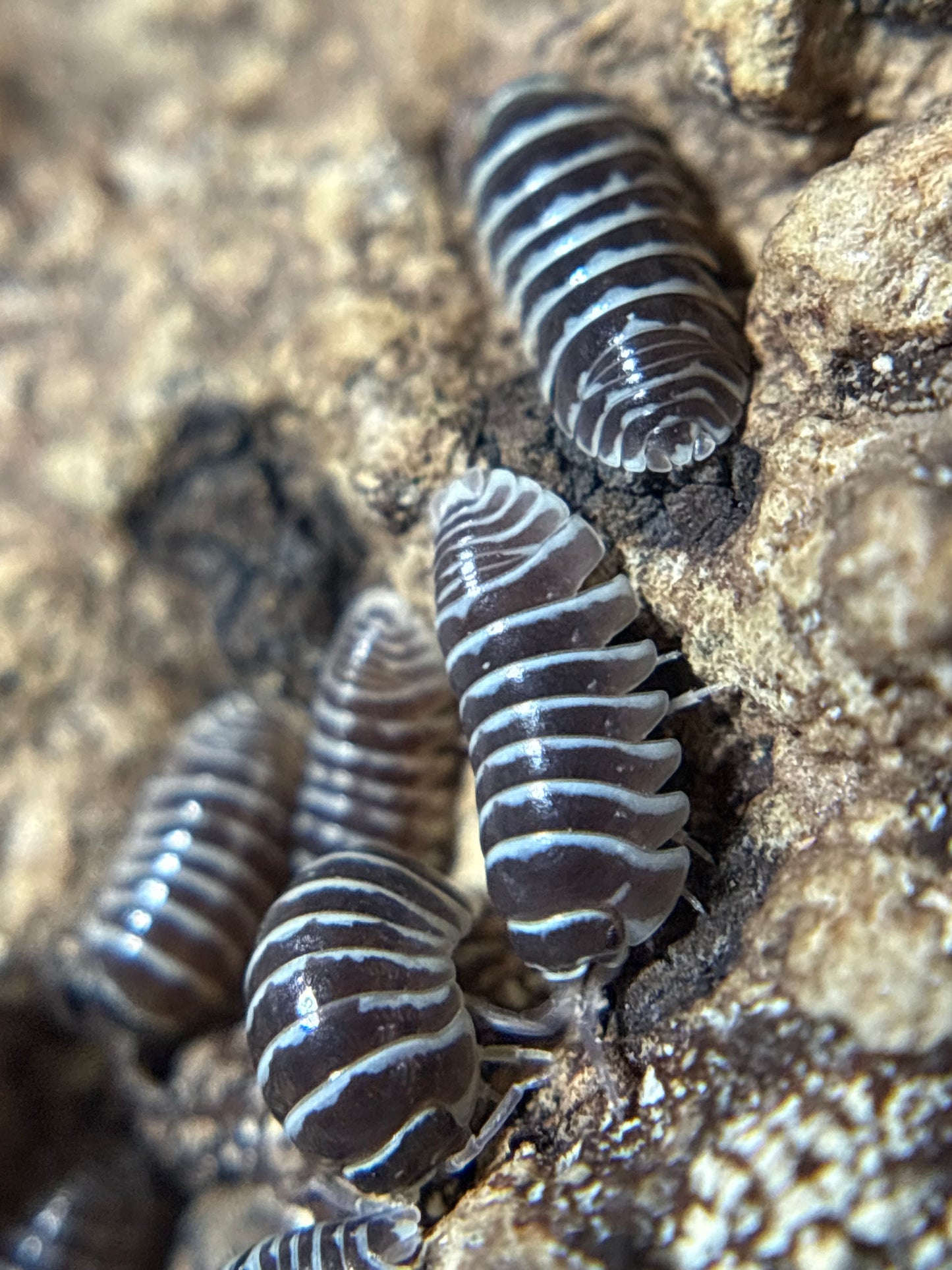 Armadillidium Maculatum Zebra